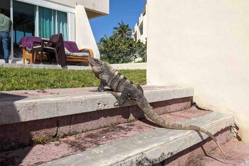 Cancun Oceanfront, Entire Apartment Dış mekan fotoğraf